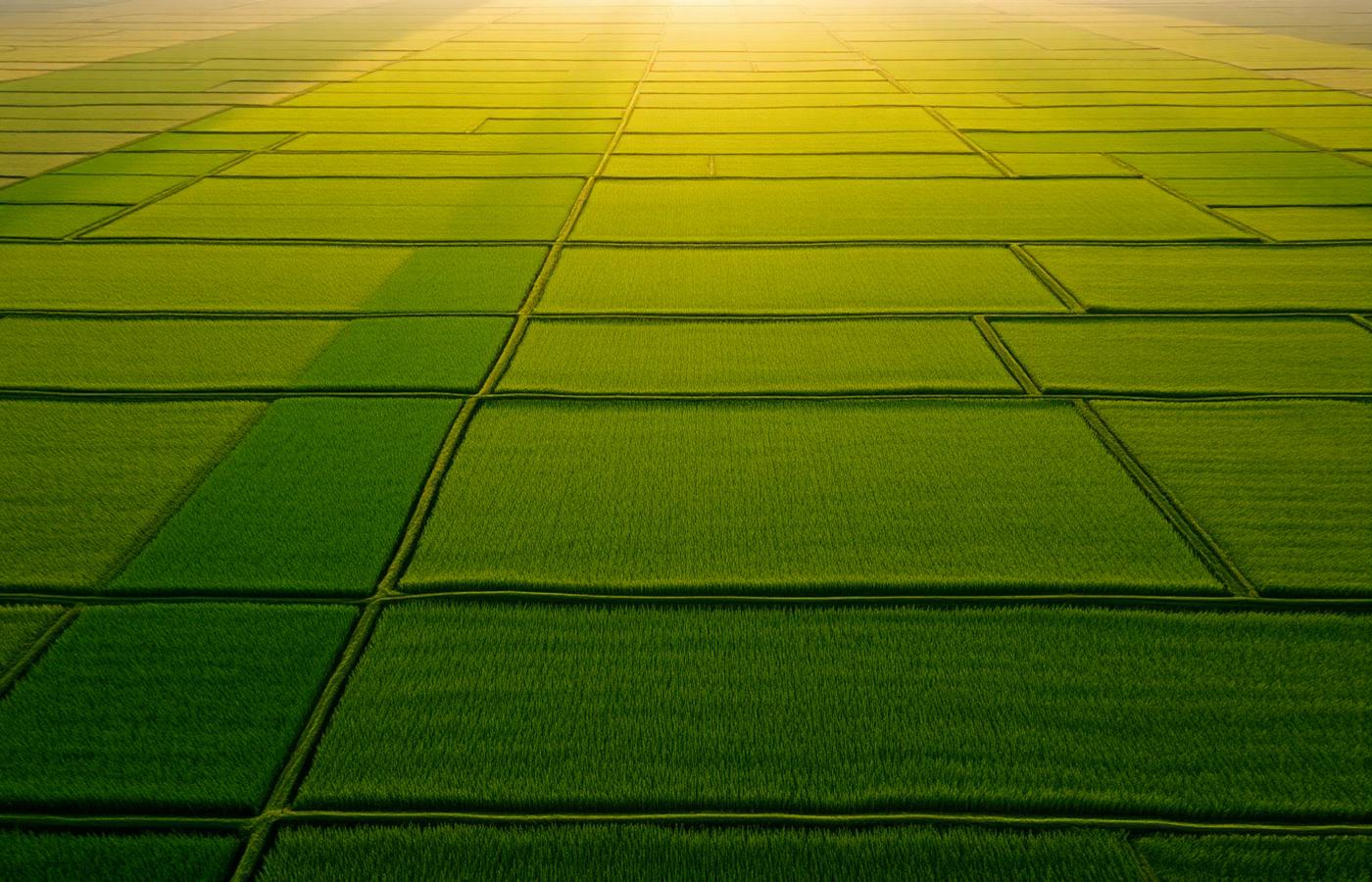 Rice fields - Supreme JS global sourcing