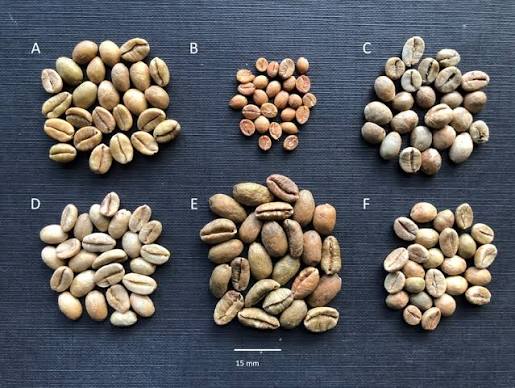 Coffee Bean Seeds