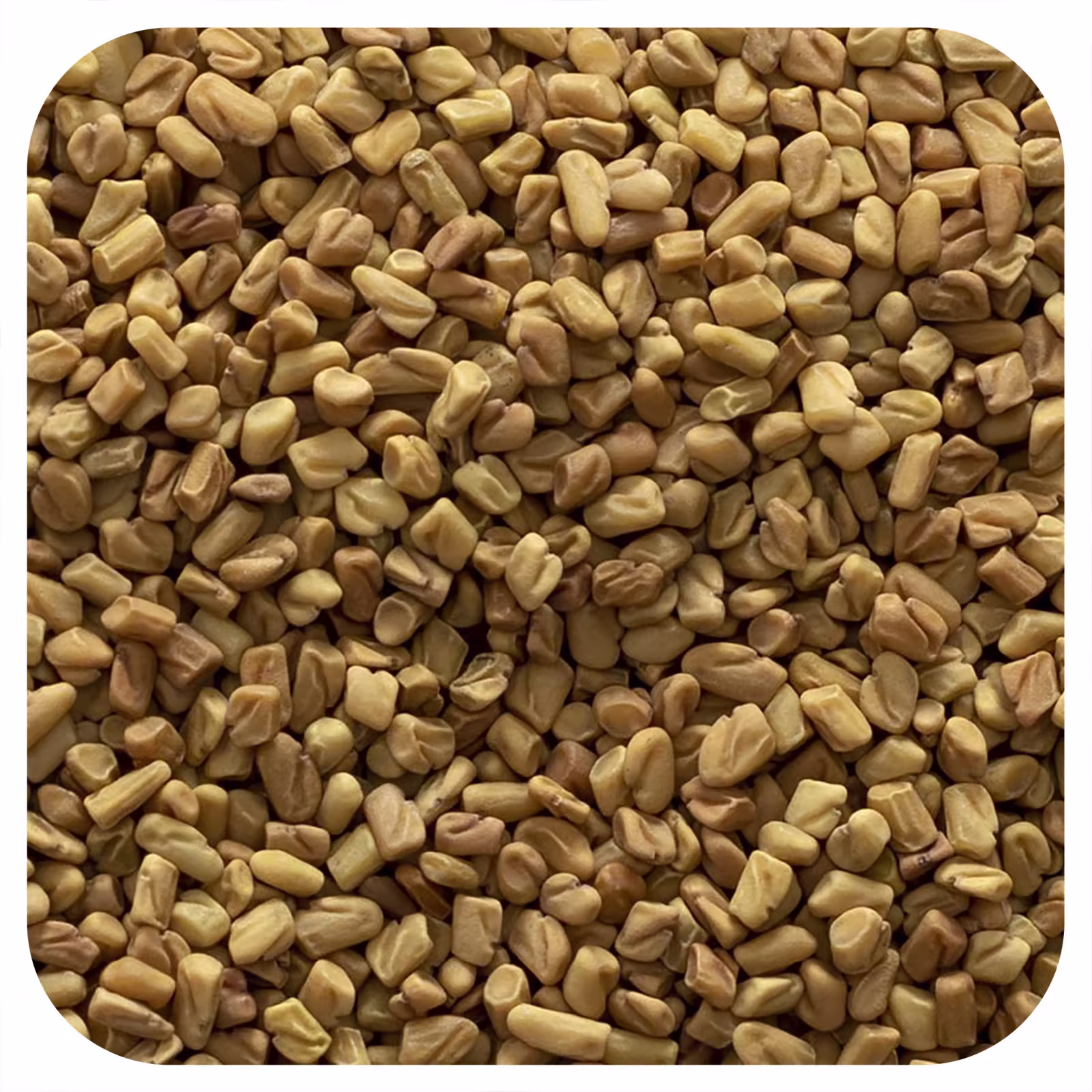 Fenu Greek Seeds